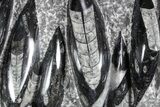 Polished Fossil Orthoceras (Cephalopod) Plate - Morocco #359571-1